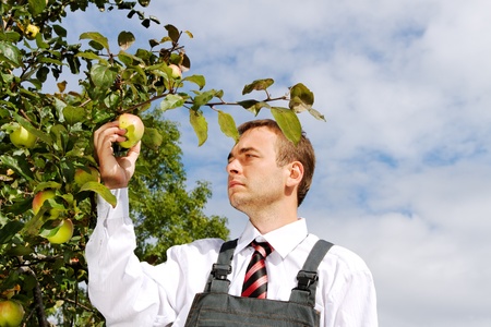 Young man harvesting apples.の写真素材