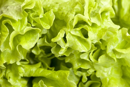 Closeup af fresh lettuce salad.の写真素材