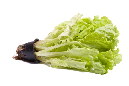 Fresh lettuce salad in pot isolated on white background.の写真素材