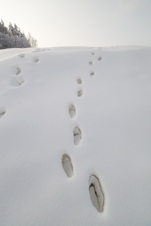 Footprints in deep snow.の写真素材