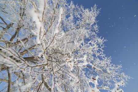 Frosty tree against blue sky の写真素材
