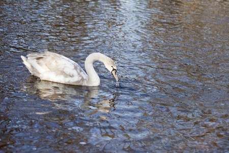 Young swan in water の写真素材