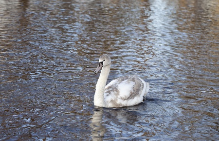 Young swan in water の写真素材