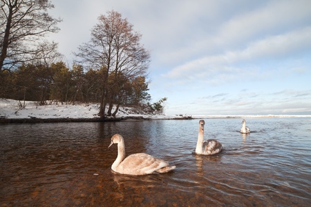 Swans in winter landscape の写真素材
