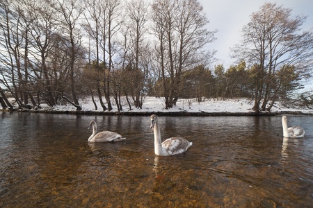 Swans in winter landscape の写真素材