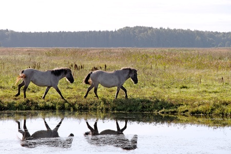 Wild horses in Kemeri National park, Latvia の写真素材