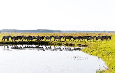 Wild horses in Kemeri National park, Latvia の写真素材