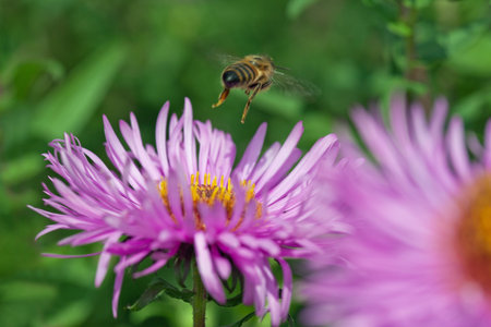 Bee flying away from flower 