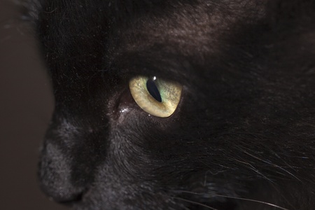 Eye of black cat の写真素材