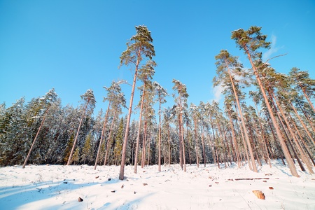 Fresh snow in the forest の写真素材