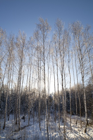 Sunshine in snowy birch grove の写真素材