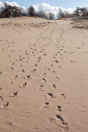 Dunes in Latvia at gulf of Riga, Baltic sea の写真素材