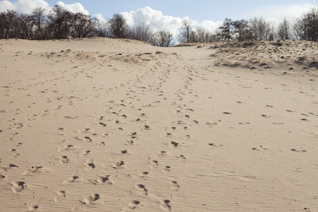 Dunes in Latvia at gulf of Riga, Baltic sea の写真素材