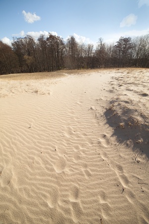 Dunes in Latvia at gulf of Riga, Baltic sea の写真素材