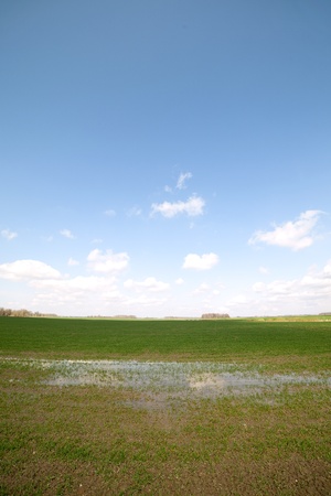 Wet wheat field in the spring の写真素材