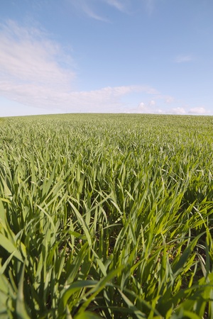 Morning in young wheat の写真素材
