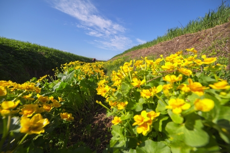 Spring flowers and sky の写真素材