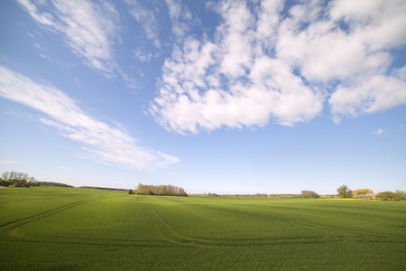 Green wheat field and cloudsの写真素材