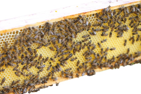 Bees on honeycombs の写真素材