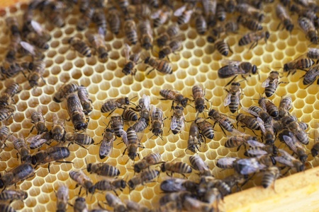 Bees on honeycombs の写真素材