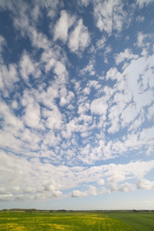Green wheat field and cloudsの写真素材