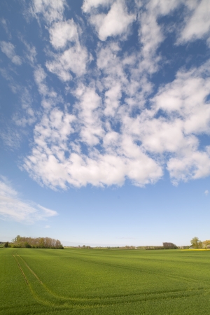 Green wheat field and cloudsの写真素材