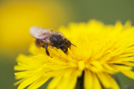 Bee on the dandelion の写真素材