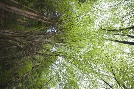 Green trees の写真素材