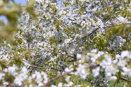 Blossoming cherry tree の写真素材