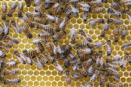 Bees on honeycombs の写真素材