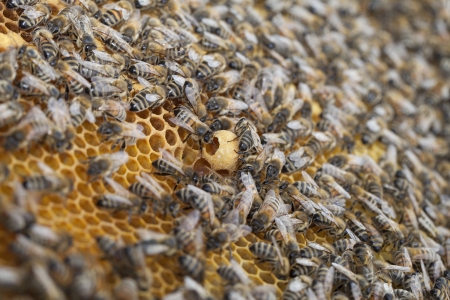 Bees in the hive の写真素材