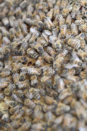 Bees in the hive の写真素材
