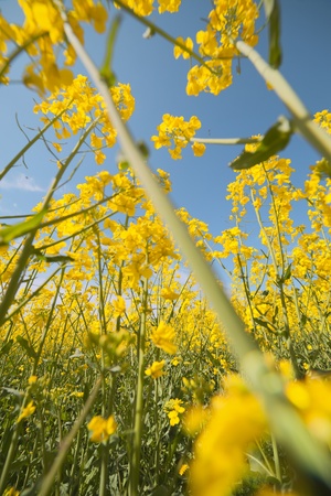 Blossoming canola plants の写真素材