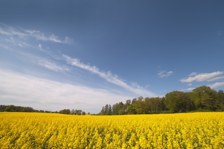 Canola field の写真素材