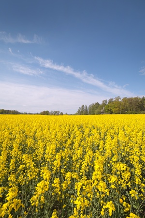 Canola field の写真素材