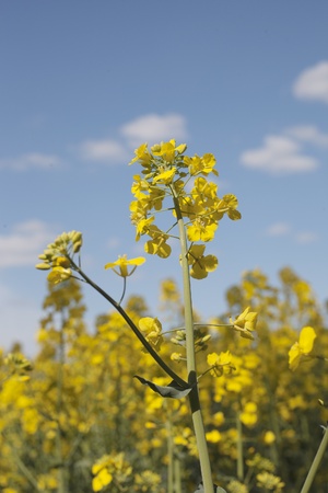 Blossoming canola plants の写真素材