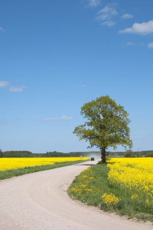 Dusty road in canola field の写真素材