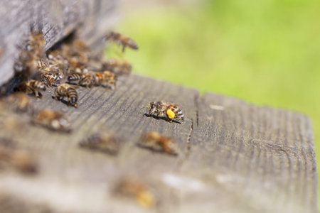 Bees at old hive entrance 
