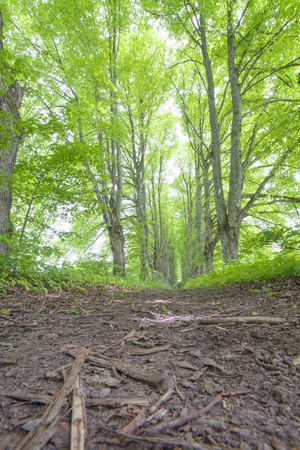 Green alley in contryside の写真素材