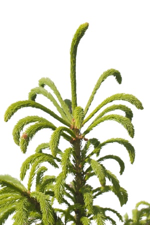 Young fir isolated on white の写真素材