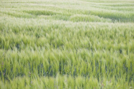 Barley field の写真素材