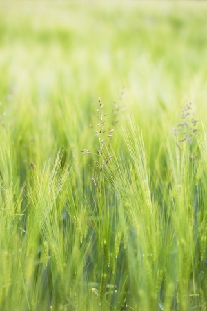 Barley field の写真素材