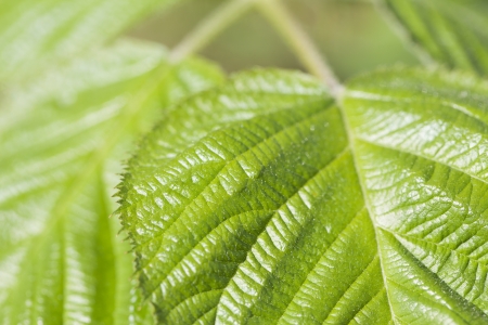 Closeup of green leaves の写真素材