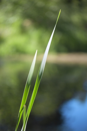 Grass at water の写真素材