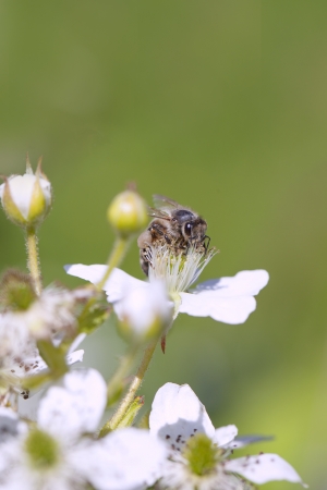Bee pollinated blooming blackberry  の写真素材