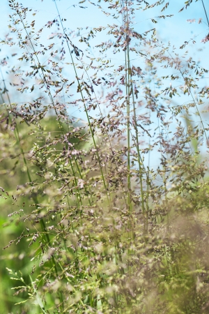 Grass against blue sky の写真素材