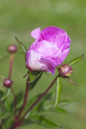 Peony blossom in garden の写真素材