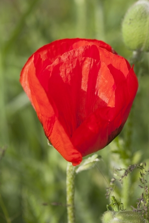 Red poppy on green の写真素材