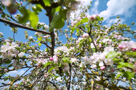 Flowering apple tree の写真素材