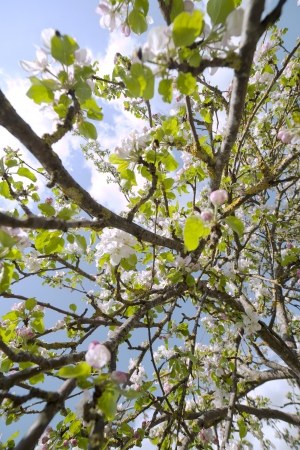 Flowering apple tree の写真素材